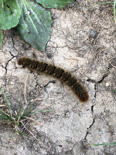 Oak Eggar