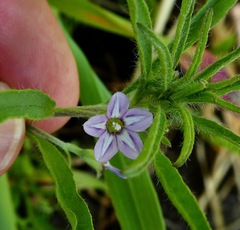 Convolvulus simulans