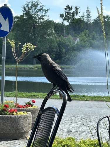 Eurasian Jackdaw