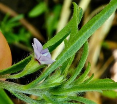 Convolvulus simulans