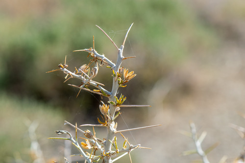 Tetradymia spinosa observed 2026-06-03