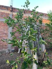 Citrus × latifolia