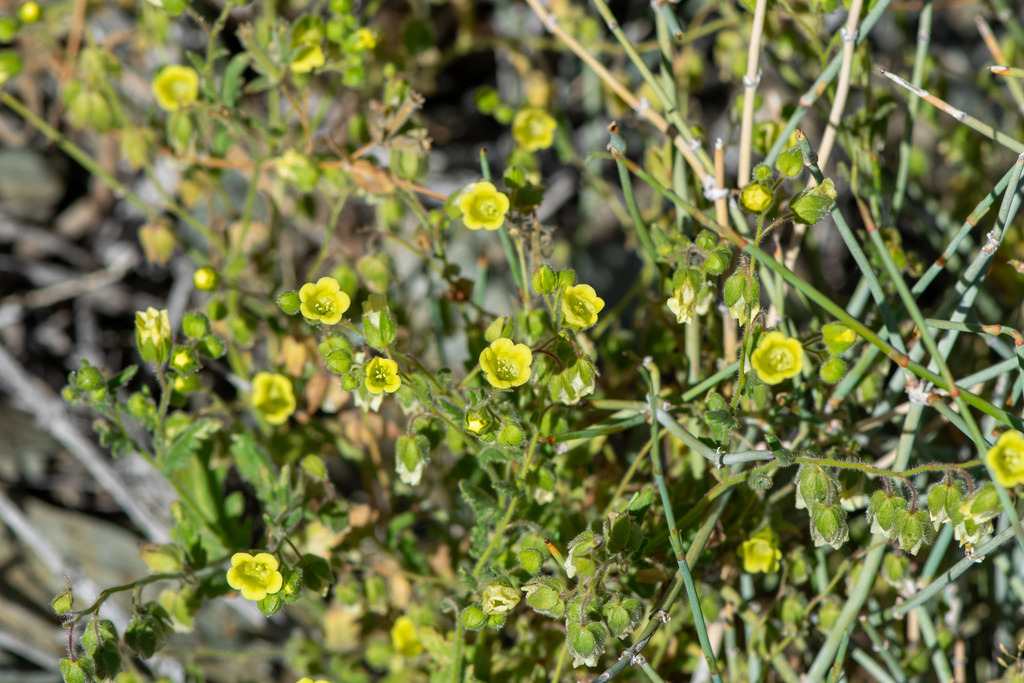 Emmenanthe penduliflora; photograph author not stated, no rights reserved