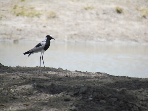 iNaturalist image