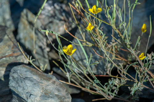 Eschscholzia minutiflora, photograph 4