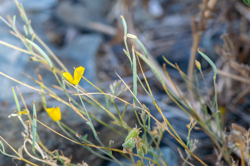 Eschscholzia minutiflora, photograph 3