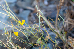 Eschscholzia minutiflora, photograph author not stated, no rights reserved
