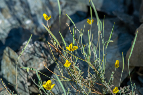 Eschscholzia minutiflora, photograph 5