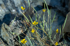 Eschscholzia minutiflora, photograph author not stated, no rights reserved