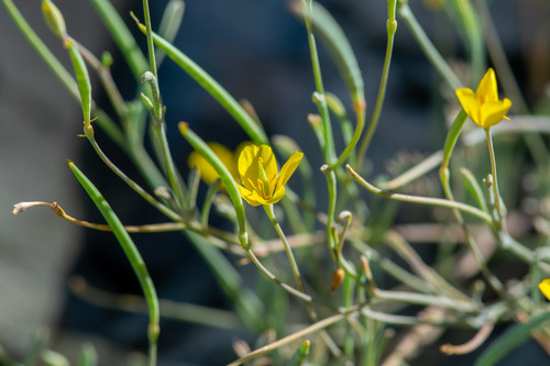 Eschscholzia minutiflora, photograph 6