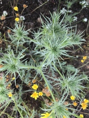 Eryngium vaseyi