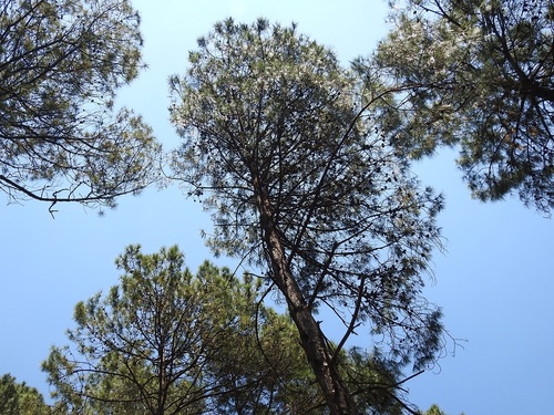 Tecun Uman's pine