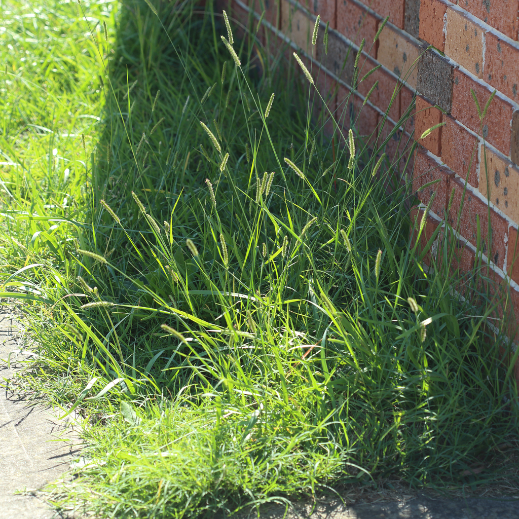 Knotroot Bristlegrass From Sydney NSW, Australia On April 18, 2020 At ...