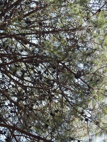 Tecun Uman's pine