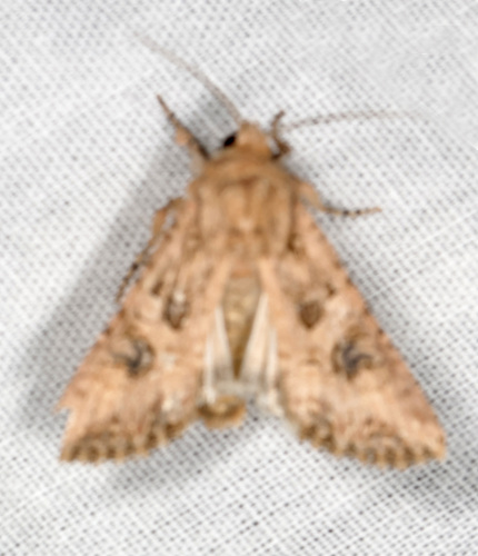 Nutmeg Moth