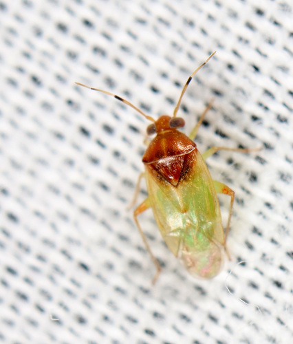 Pinalitus conspurcatus
