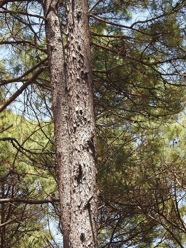 Tecun Uman's pine