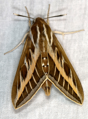 Striped Hawkmoth