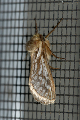 Fraus polyspila