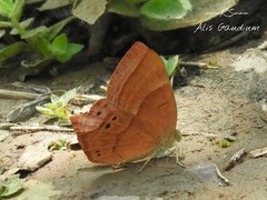 Abisara bifasciata suffusa