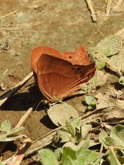 Abisara bifasciata suffusa