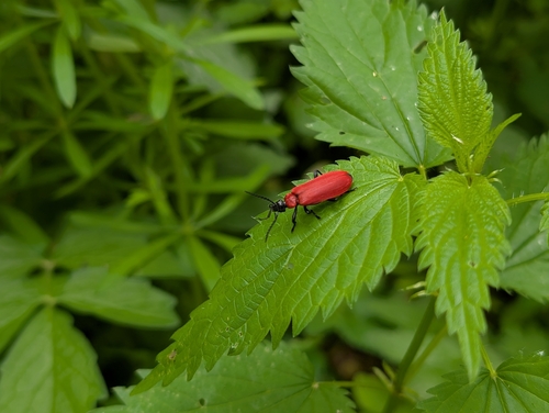 Black-headed Cardinal Beetle