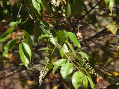 Prunus serotina capuli