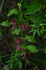 Dendrophthoe falcata