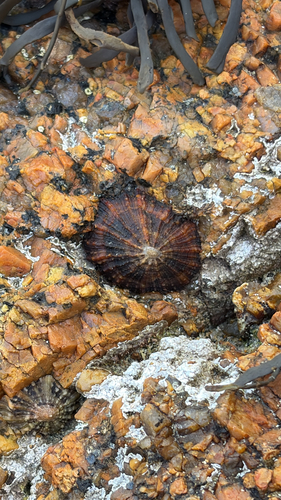 Black-footed Limpet