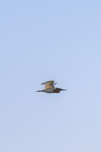 iNaturalist image