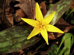 Erythronium rostratum