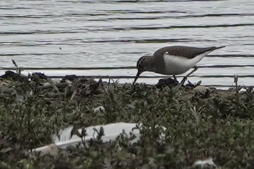 iNaturalist image