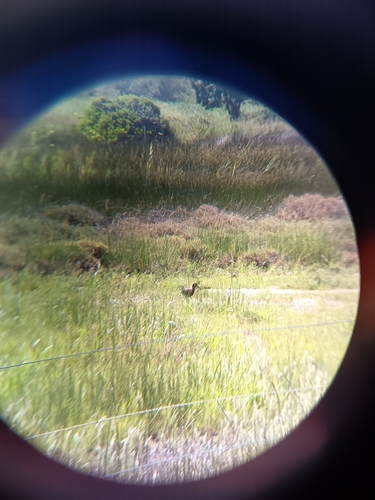 iNaturalist image