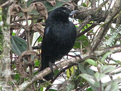 Diglossa lafresnayii