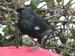 Diglossa lafresnayii