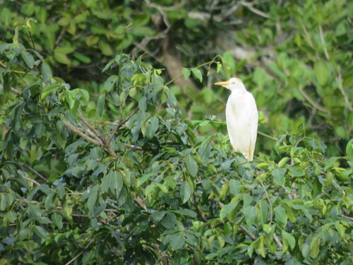 iNaturalist: (c) Célio Moura Neto, some rights reserved (CC BY-NC), uploaded by Célio Moura Neto iNaturalist image