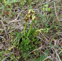Sceptridium lunarioides