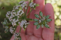 Lomatium dasycarpum dasycarpum