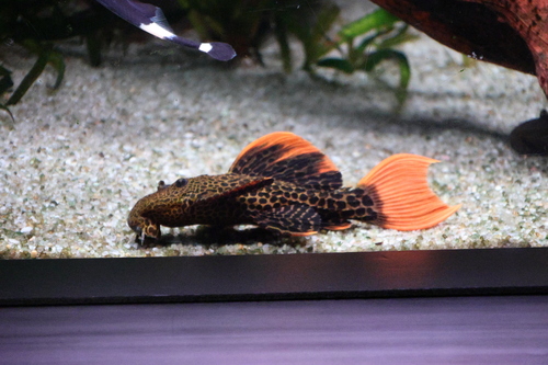 Leopard cactus pleco (Pseudacanthicus leopardus) — Loricariidae — 3