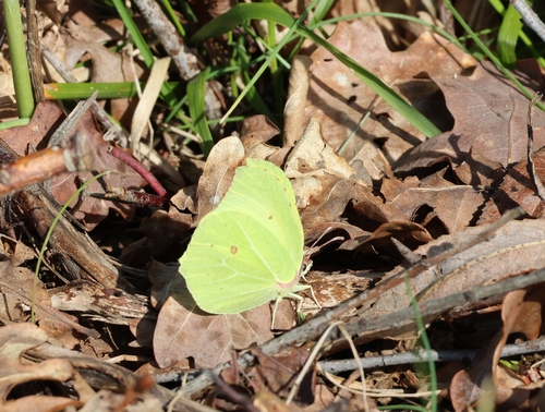 Gonepteryx rhamni