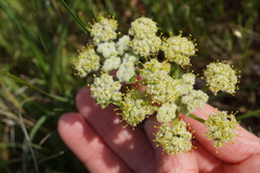 Lomatium dasycarpum dasycarpum