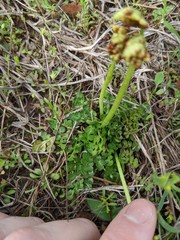 Sceptridium lunarioides