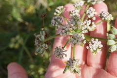 Lomatium dasycarpum dasycarpum