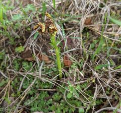 Sceptridium lunarioides