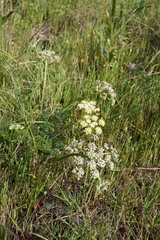 Lomatium dasycarpum dasycarpum