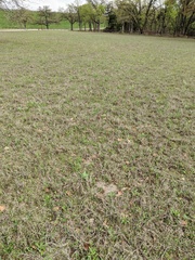 Sceptridium lunarioides