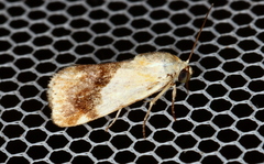 Acontia detrita