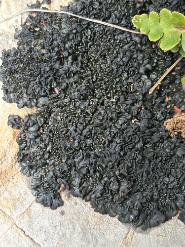 Jelly Lichen