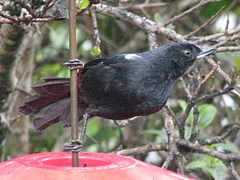 Diglossa lafresnayii