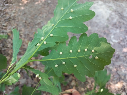 Pea Gall Wasp